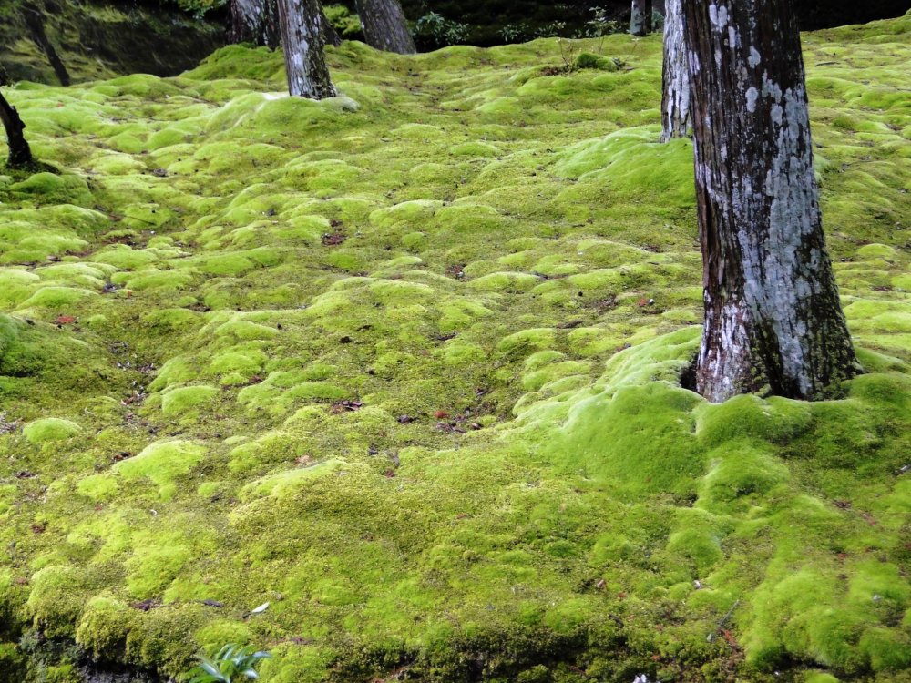 A view of the famed moss at Saihoji