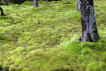 A view of the famed moss at Saihoji