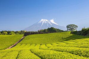 Rolling tea fields overlooking Mount Fuji