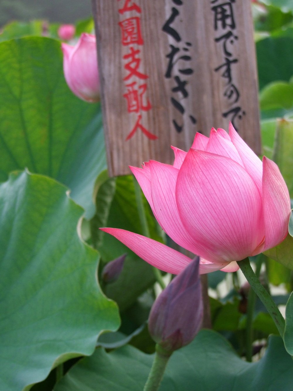 Les panneaux dans l'étang indiquent la variété de lotus