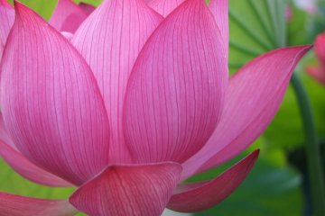 A gorgeous pink lotus in full bloom