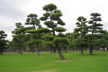皇居外苑的松树 美极了