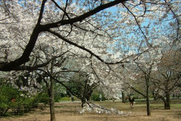 Inagi City - Parks & Gardens