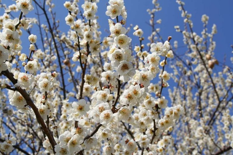 White plum blossoms at the Soga Plum Grove