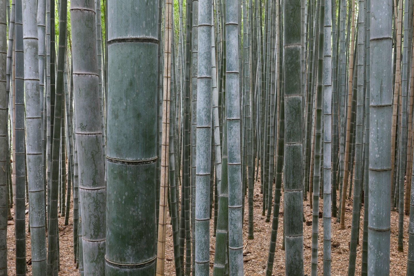 In many ways, bamboo symbolizes the Japanese aesthetic