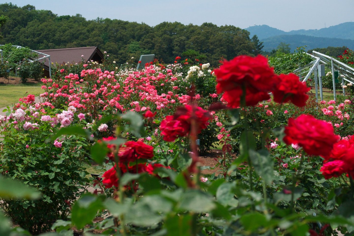 Beautiful roses at Echigo Hillside Park