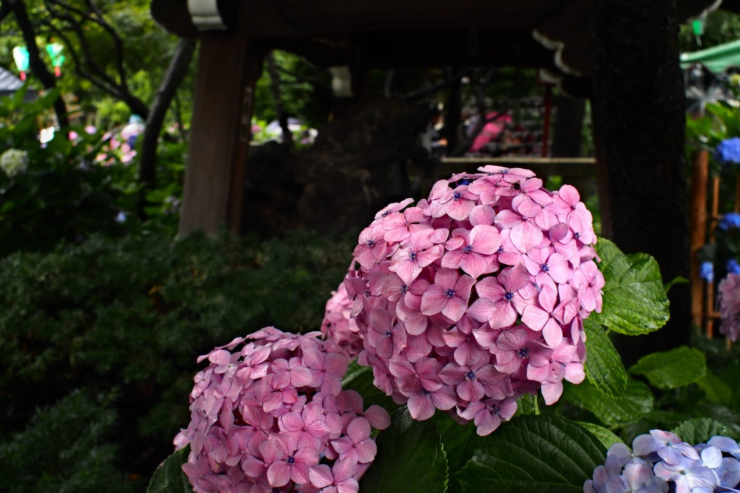 Beautiful hydrangeas at Hakusan Shrine