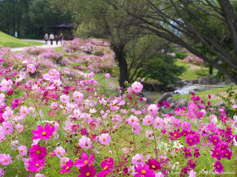 Autumn at Sanuki Mannou Park is filled with beautiful cosmos flowers