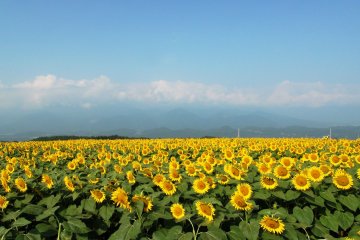 Akeno Sunflower Field