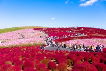 Hitachi Seaside Park manages to look like a screensaver background