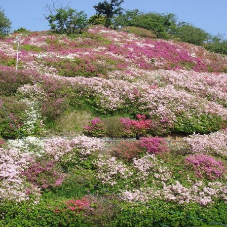 Azalea Season at Tomisuyama Park