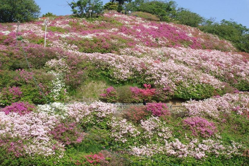 Tomisuyama Park is filled with azaleas in spring
