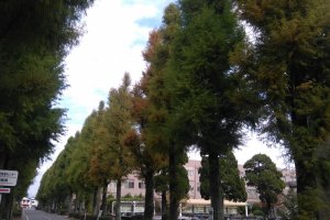 University tree lined walks