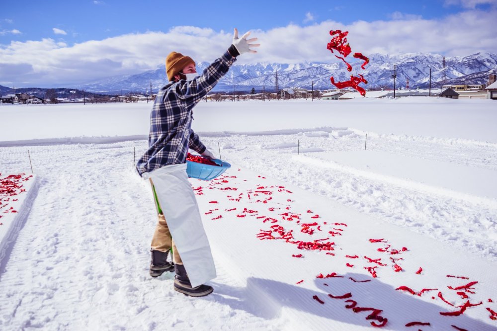 Visitors can also take part in spreading the chillies on the snow.