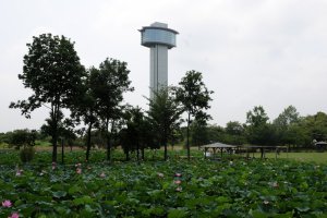 Observation tower and surrounding lotus flower ponds