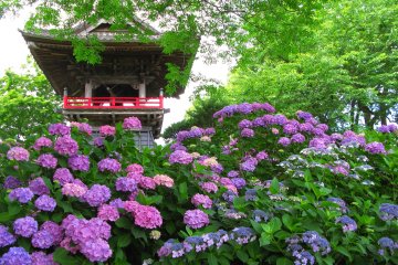Hydrangea Season at Nogoji Temple