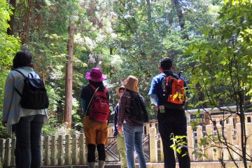 Forest Therapy walks are guided walks. The guide facilitates the experience. 