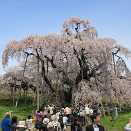 Miharu Takizakura in Bloom