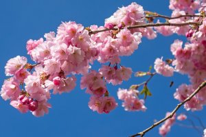 Double cherry blossoms in their trademark fluffy style