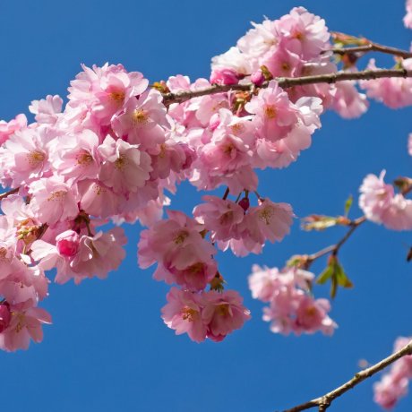 Shiroijuku Cherry Blossom Festival