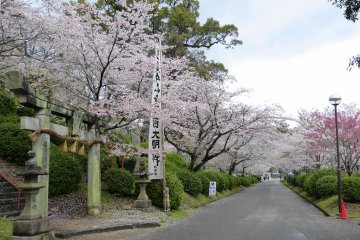 Sakura Season at Ogi Park