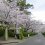 Sakura Season at Ogi Park
