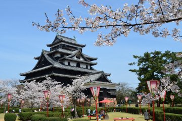 Sakura Season at Matsue Castle Park