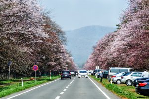  Hokkaido's Shizunai Nijukken Road