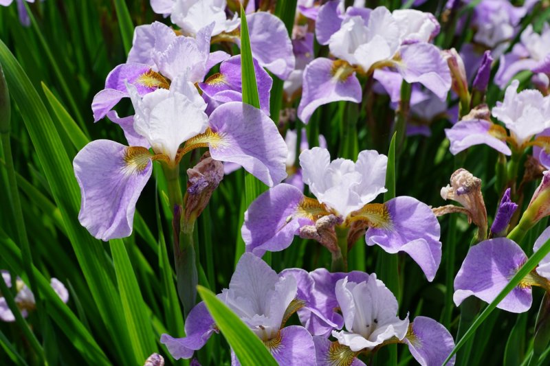 Irises abound at Nanrakuen Garden in Ehime