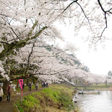 Sakura Season at Kaizu Ōsaki