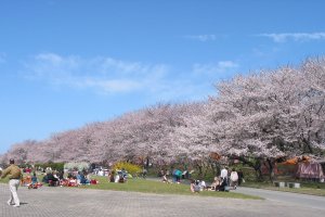Springtime beauty at Miyagawa Tsutsumi Park