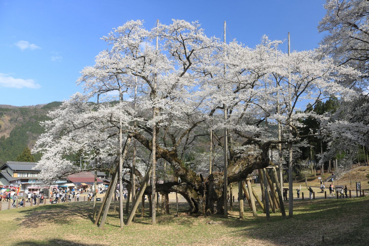 The Usuzumi Zakura is estimated to be over 1500 years old.