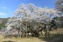 Sakura Season at Usuzumi Park