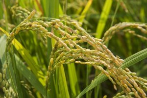 An Introduction to Japanese Rice 