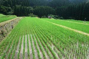 An Introduction to Japanese Rice 