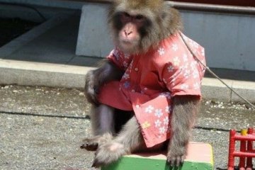 活泼可爱至极的日本猿
