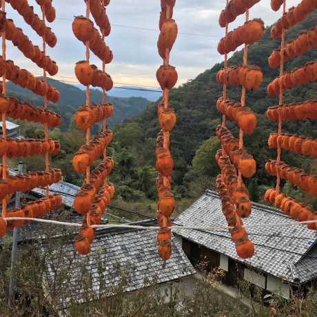 A Visit to the Kushigaki Village of Katsuragi