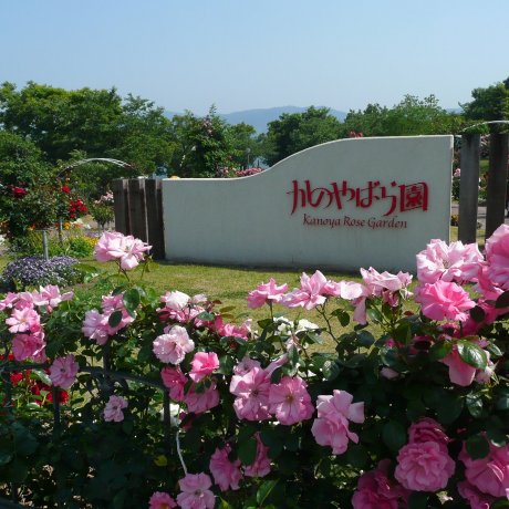 Kanoya Rose Garden Spring Festival