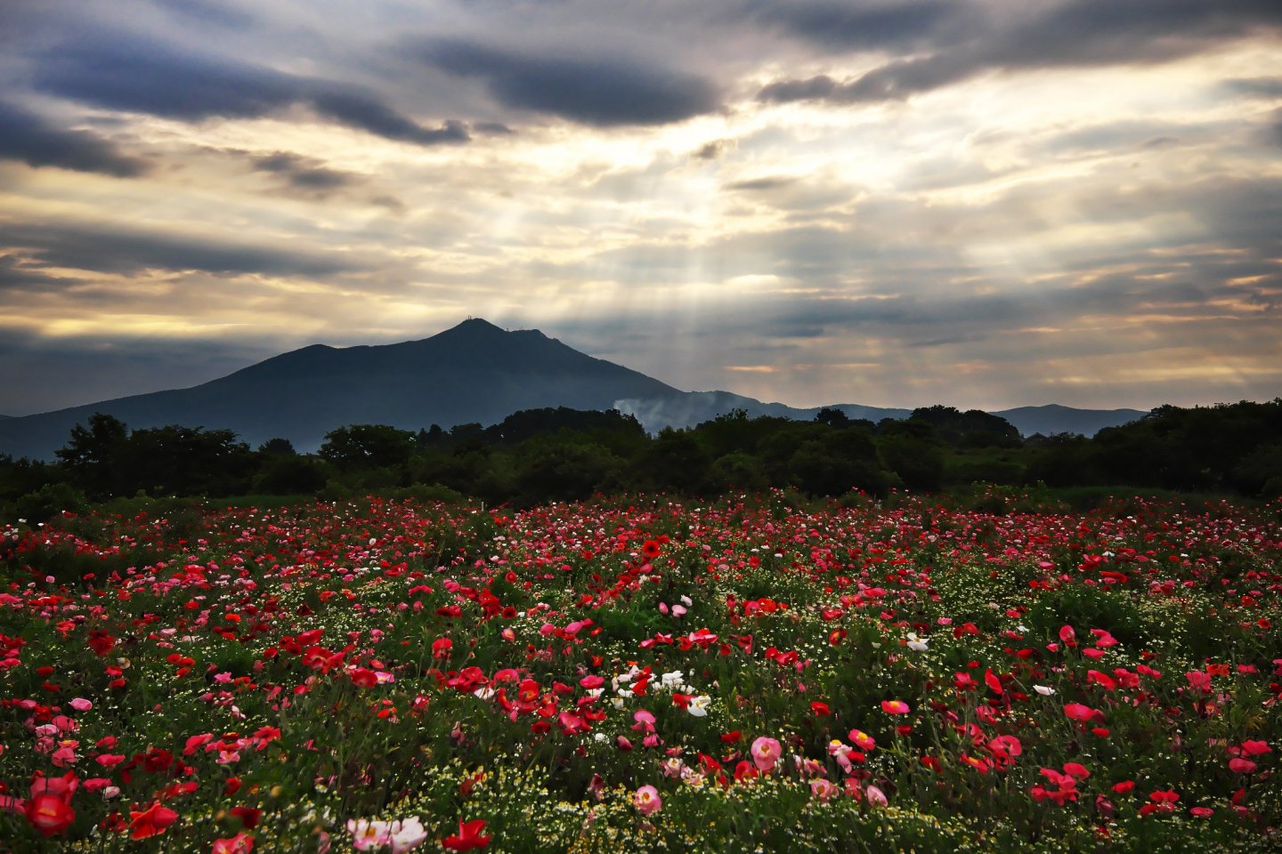 Poppies with a backdrop of Mount Tsukuba