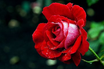 5 of Japan's Best Rose Gardens