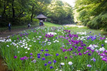 Meiji Shrine Iris Garden