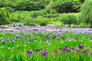 Yokosuka Main Iris Garden