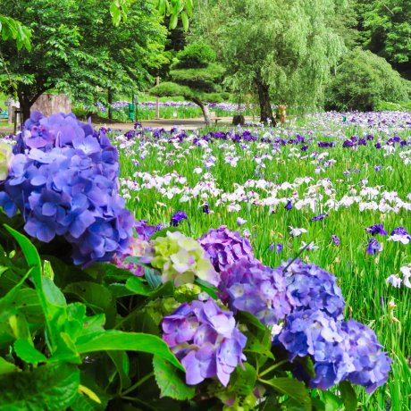Yokosuka Iris Garden 2021