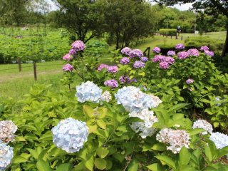 There are also some hydrangea in bloom.