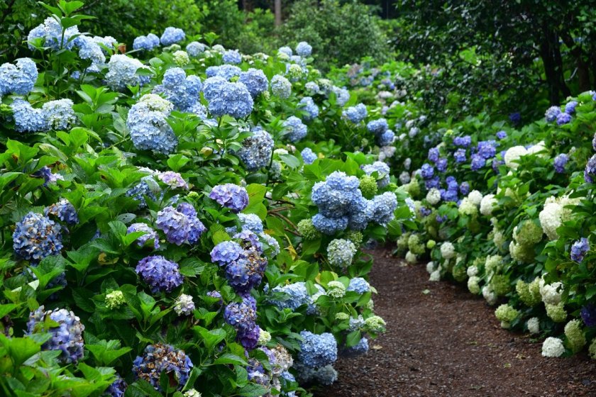 Thousands of hydrangeas can be found at the Minamisawa Hydrangea Mountain