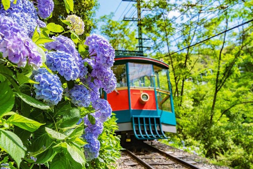 The Rokko Cable Line route is filled with around 2000 hydrangeas to enjoy