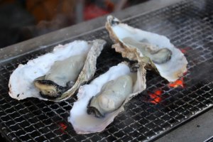 Fresh oysters from the Seto Inland Sea