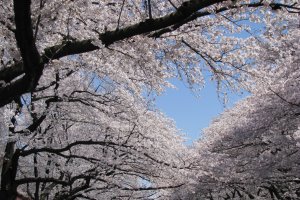 Gorgeous sakura in Ueno Park