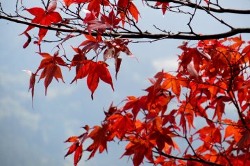 Яркие листья момидзи