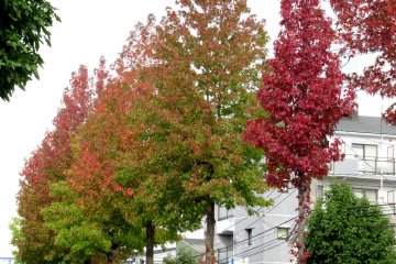 Trees in Sendai in mid-October